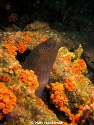 Eel, in a wreck diving with Scubacat Diving. Taken with C... by Matt Hutchinson 